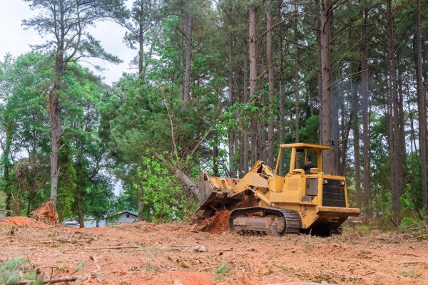 Trees Clearing in Stow