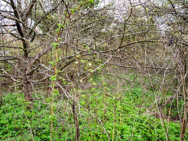 Underbrush Clearing in Stow