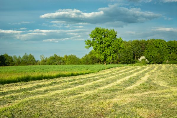 Cost of Vegetation Removal in Stow