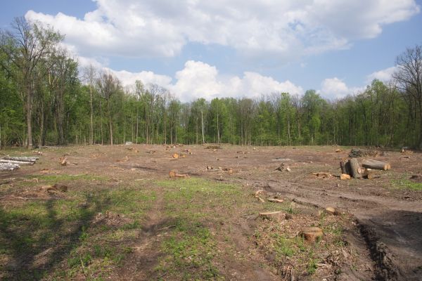 Cost of Pasture Clearing in Stow