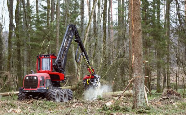 Cost of Forest Clearance Service in Stow