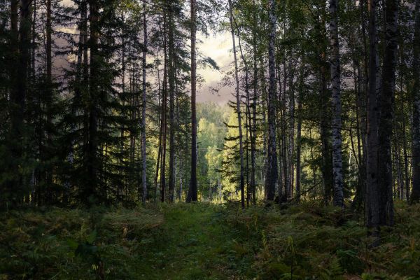 Cost of Pine Tree Clearing in Stow