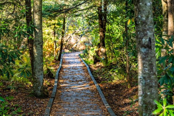 Cost of Trail Clearing in Stow