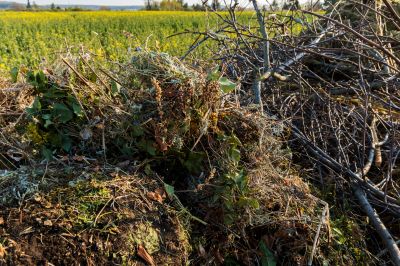 Brush Removal Service